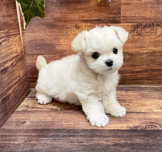 千葉県のハーフ犬 (ペッツワン市原店/2023年9月20日生まれ/男の子/クリーム)の子犬